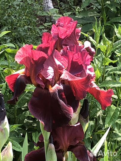 Многолетники садовые