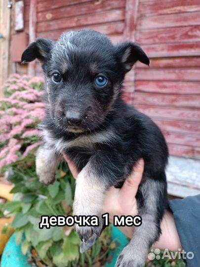 Маленькие пушистики