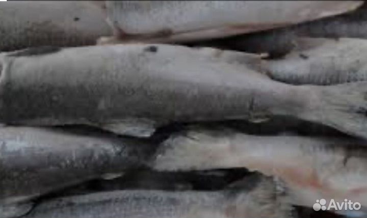 Свежемороженая горбуша пбг, от 10 кг