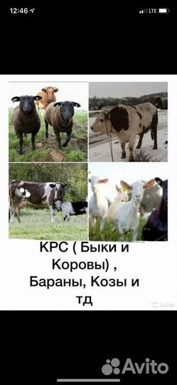 Быки,телки,коровы,бараны