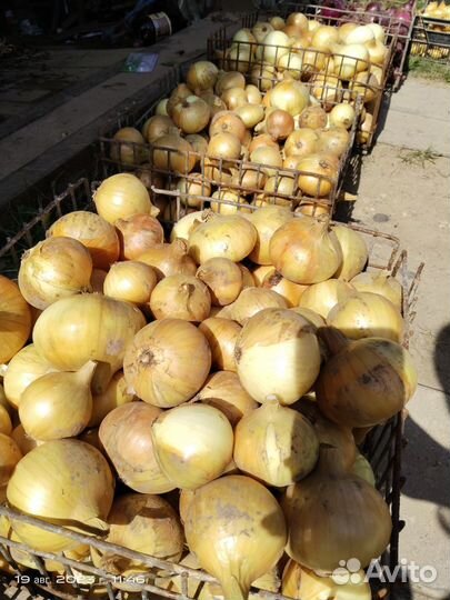Лук репчатый свежего урожая