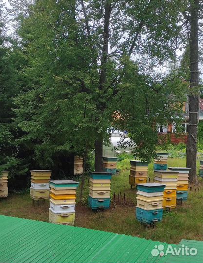 Мед липовый с доставкой 2023г