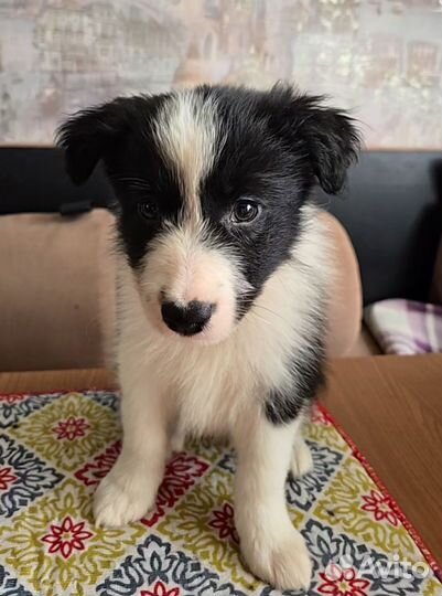 Щенок бордер колли