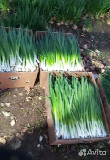 Лук зеленый свежей срезки LUK-5513