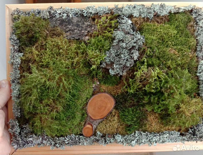 Панно из мха