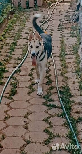 Восточноевропейская овчарка