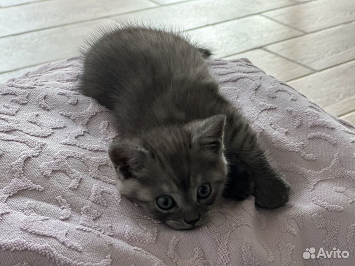 Британцы котята