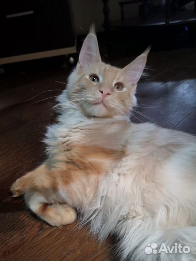 Котёнок мейн-кун 4 мес
