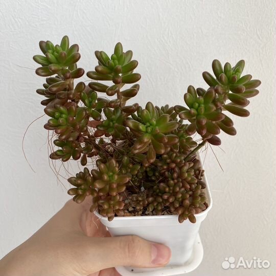 Суккуленты. Седум