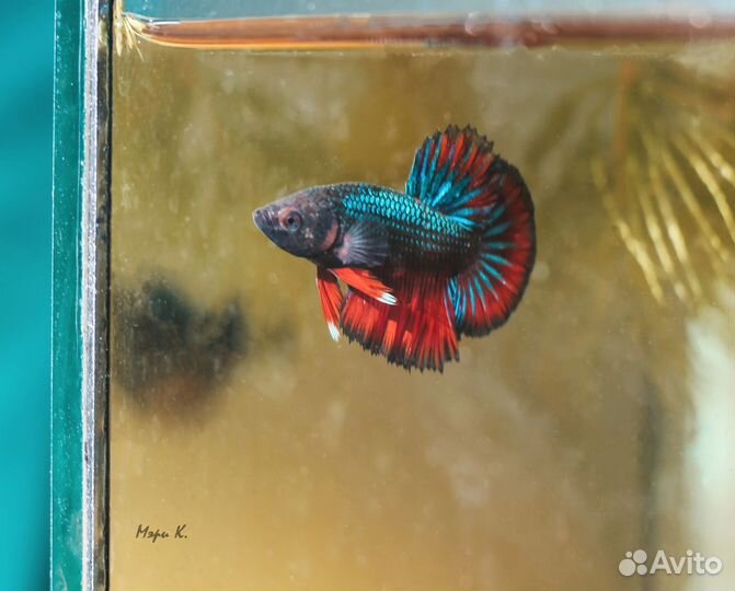 Рыбка петушок