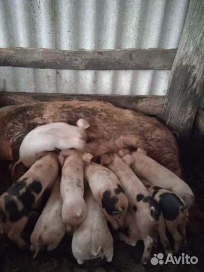 Поросята