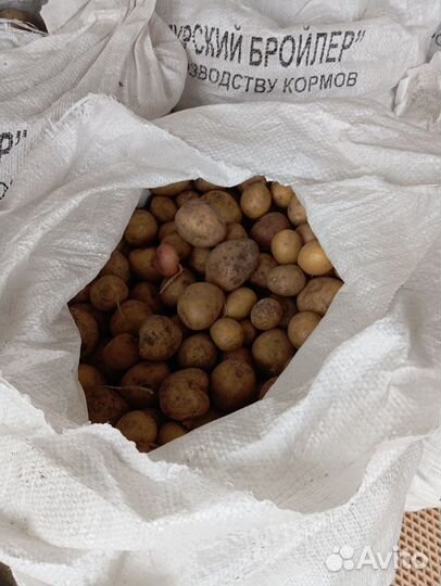 Картофель на корм скоту