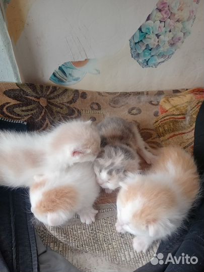 Кошки