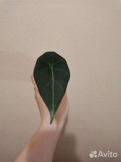 Alocasia Maharani