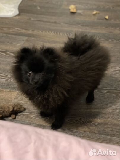 Померанский шпиц щенок девочка
