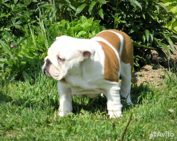 Английский бульдог
