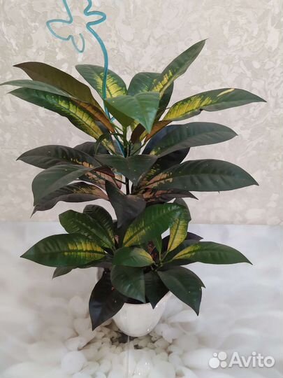 Кротон миссис айстон