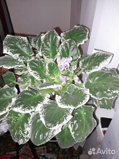 Продам цветы комнатные