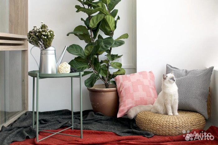 Гостиница для кошек(передержка)