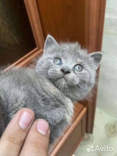 Метисы мейн-куна котята