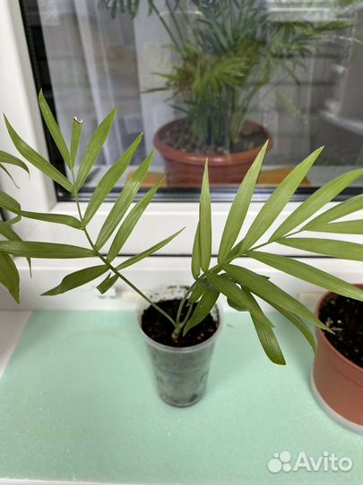 Пальма Арека