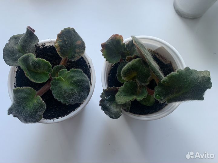 Детки сортовых фиалок