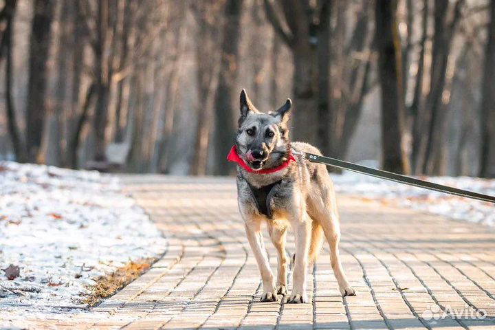 Собака волчонок Реми в дар