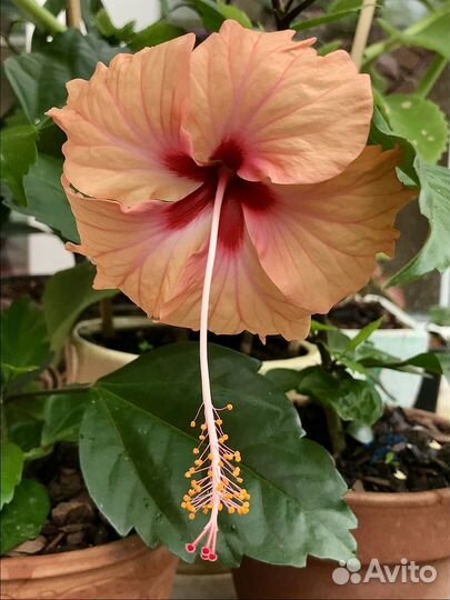 Гибискус китайская роза, сорта