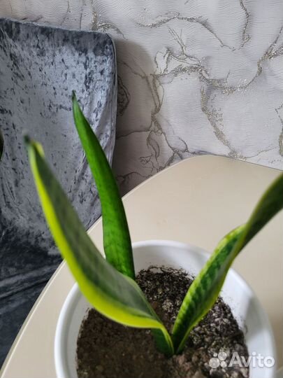 Сансевиерия трёхполосная Лауренти