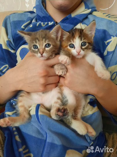 Кошка в дар