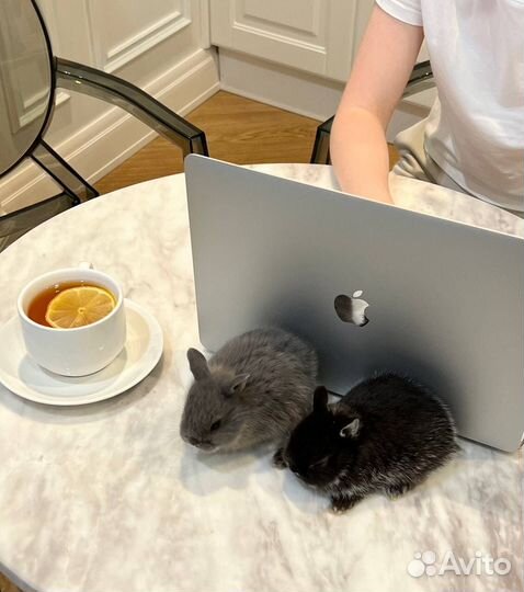 Мини карликовый кролик