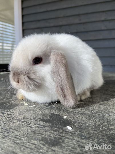 Кролик minilop карликовый вислоухий