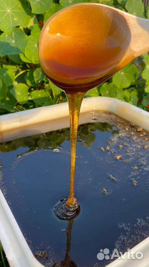 Мед гречишный