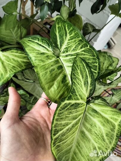 Сингониумы