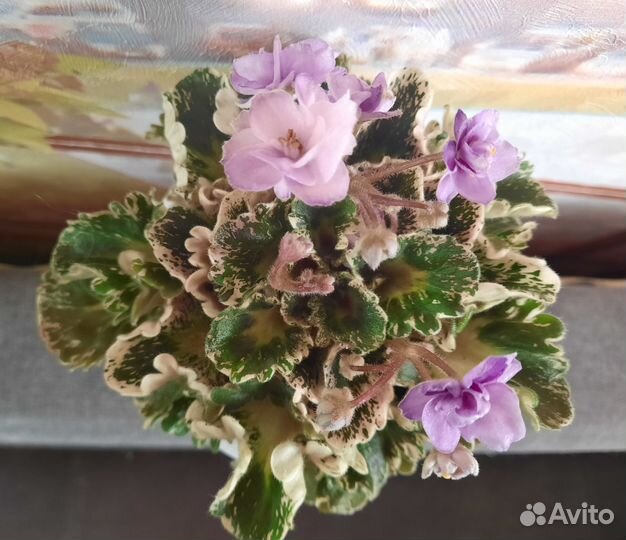 Ахименанта,фиалкаHeavenlygirl,стрептокарпусредхана