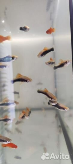 Аквариумные рыбки