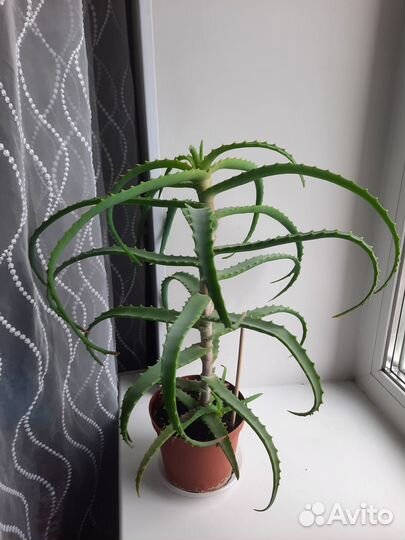 Алое столетник