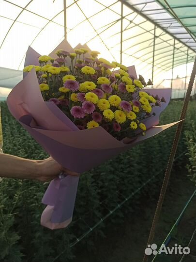 Хризантема