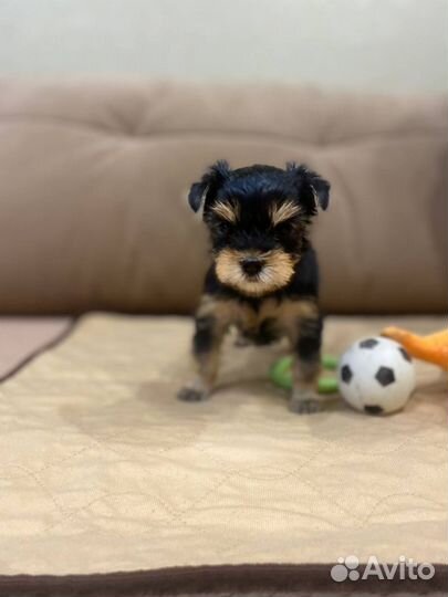 Йоркширский терьер