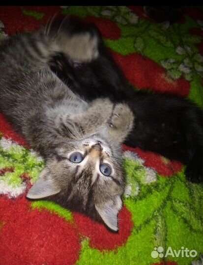Котёнок Котята мануальные