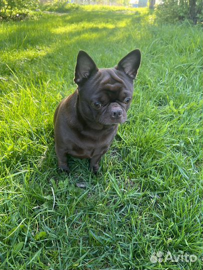 Вязка чихуахуа кабель для здоровья бесплатно