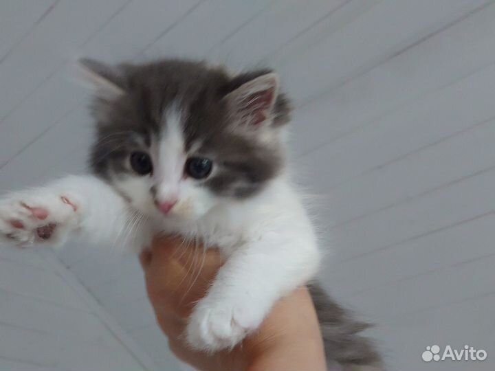 Котята счастливые трехцветки