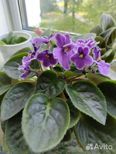 Фиалка в горшках