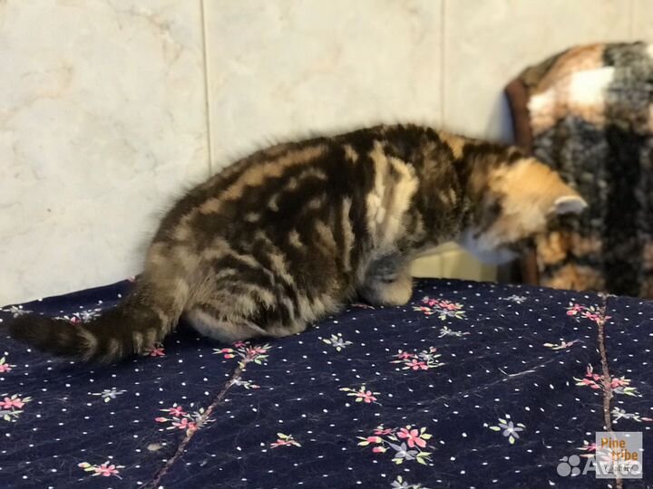 Шотландский мраморный котёнок мальчишка