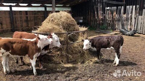 Породистые молодняки