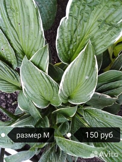 Хоста с белым краем