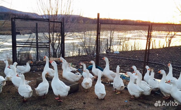 Яйцо Гусиное (Линда/Холмагоры) Инкубационное