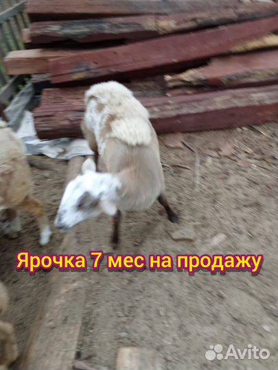 Овцы катумские чистокровные