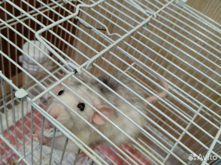 Крыса домашняя