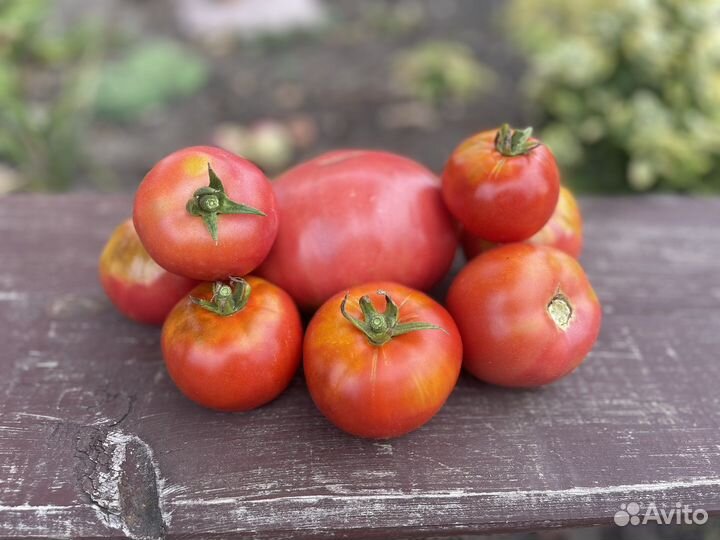 Овощи с куста. Кабачки, помидоры, огурцы